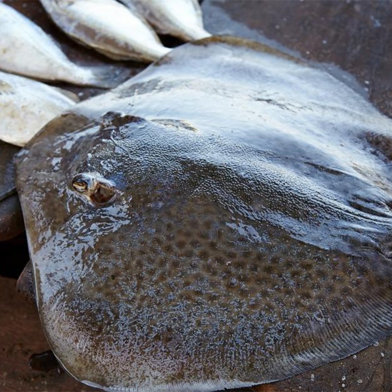 mendyinternnationaltrading