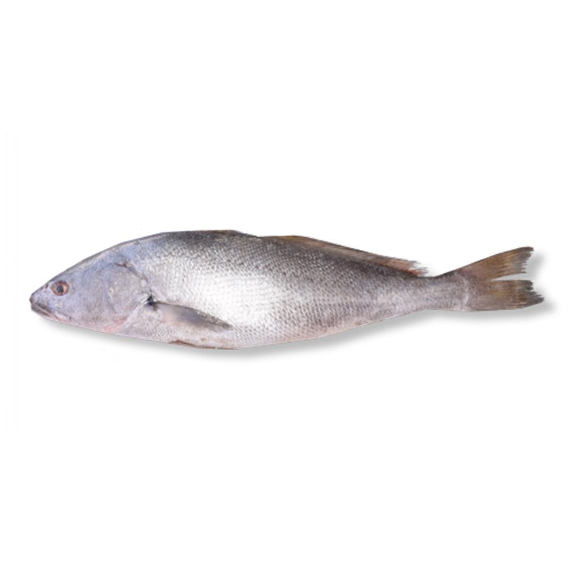 mendyinternnationaltrading